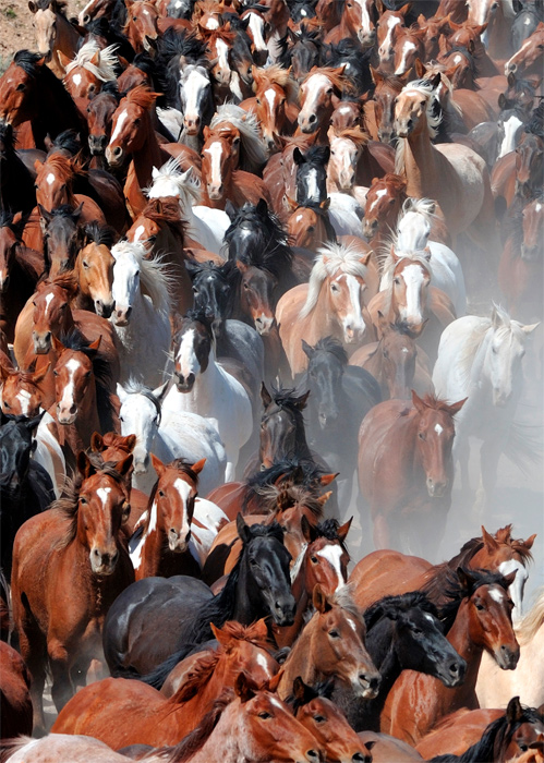 horse-stampede