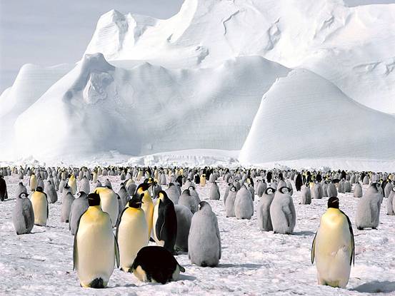 frozen-planet-penguins-excursion