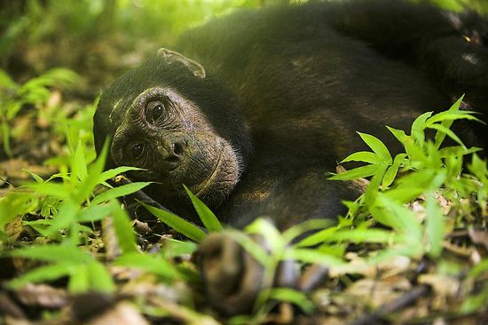 ape-photography-safari