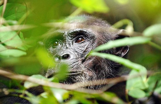 chimpanzee-photography-safari
