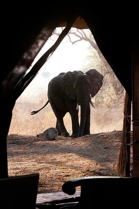 elephant-photography-safari