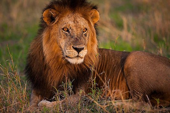 lion-photography-safari