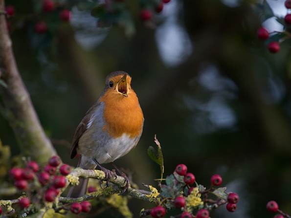 wildlife-photography-robin-red-breast