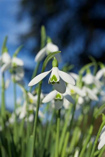 snowdrops-nature-photography-becky-danese