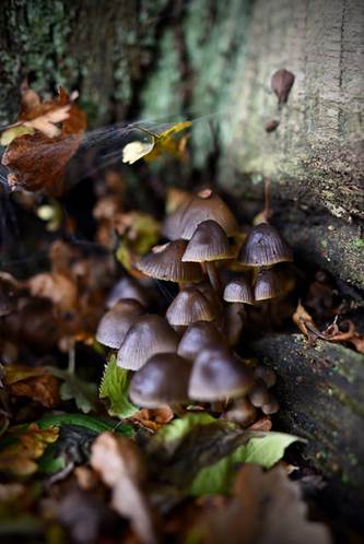 mushroom-photography