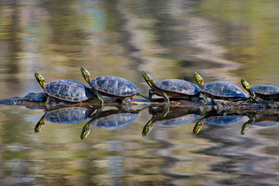 Turtles in a Row