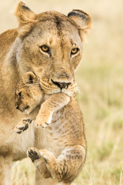 paul-downing-lioness-carrying-cub